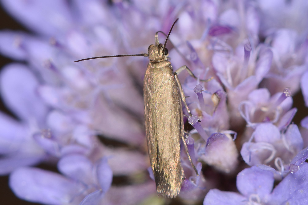 Scythris sp.